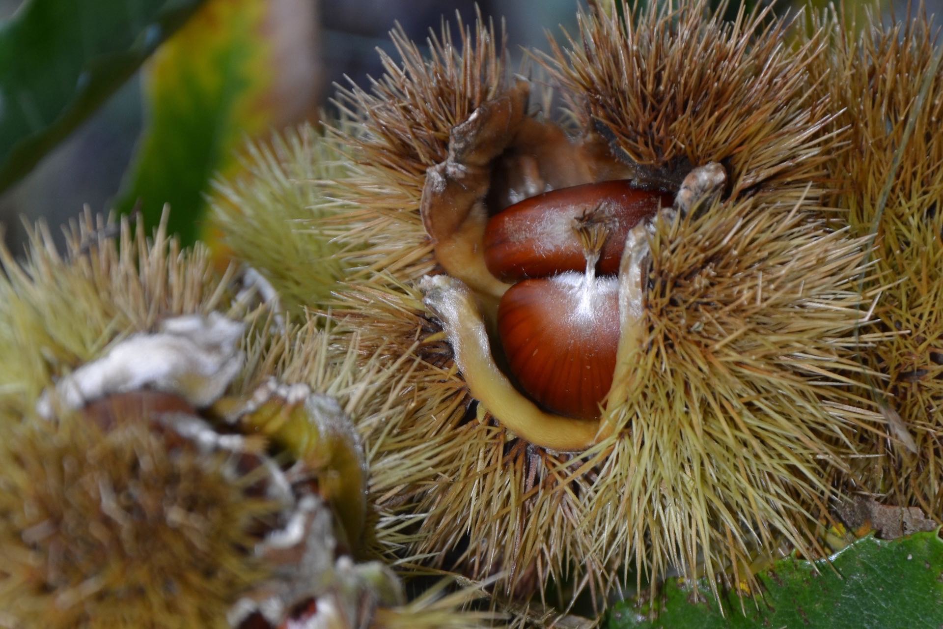 castagne